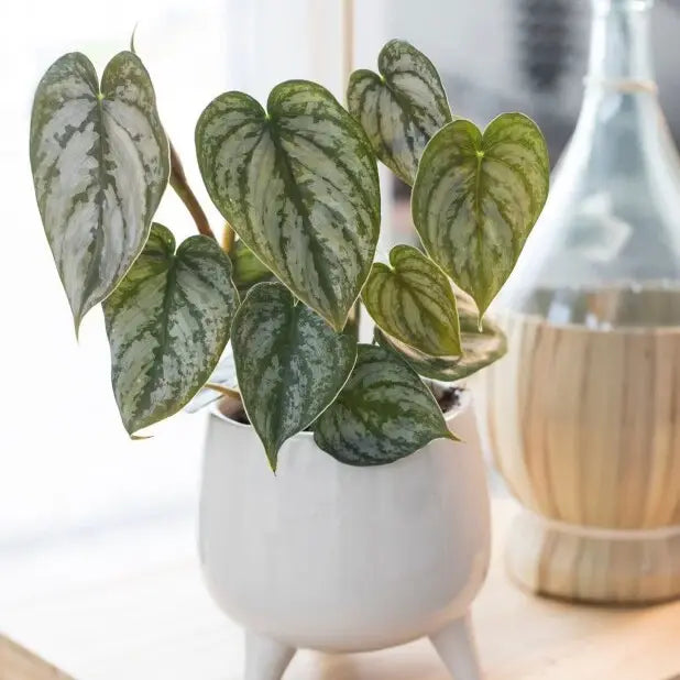 Philodendron Brandtianum - Rare Plant
