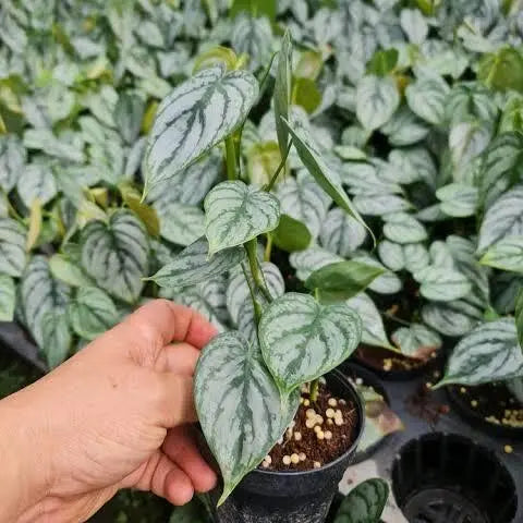 Philodendron Brandtianum - Rare Plant