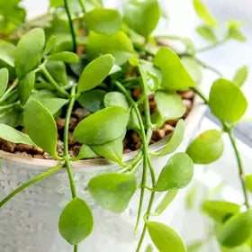 String Of Nickels (Dischidia nummularia)