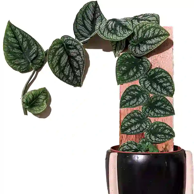 Monstera Dubia – Variegated