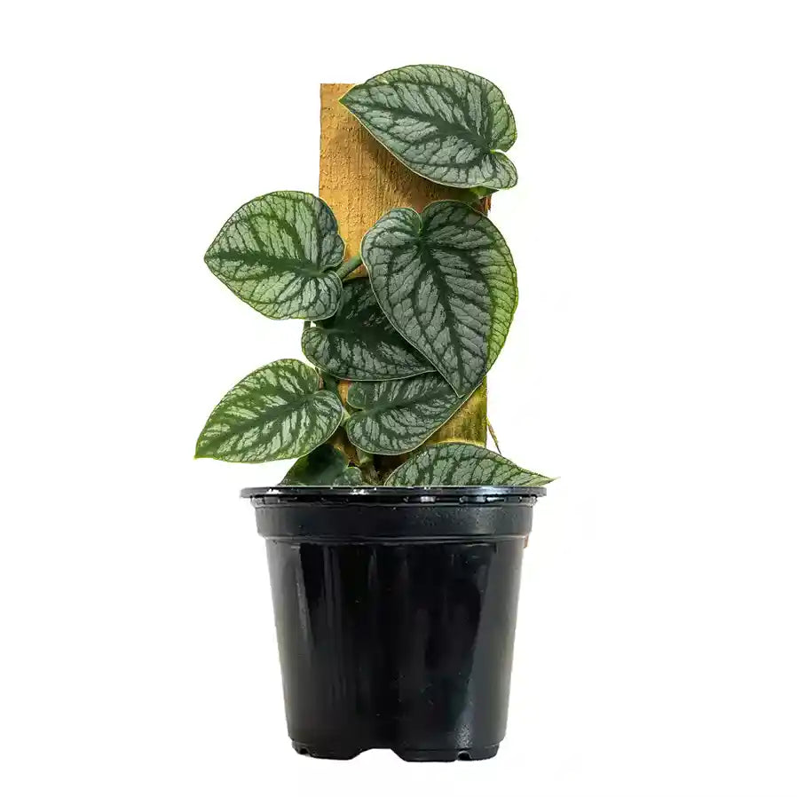 Monstera Dubia – Variegated