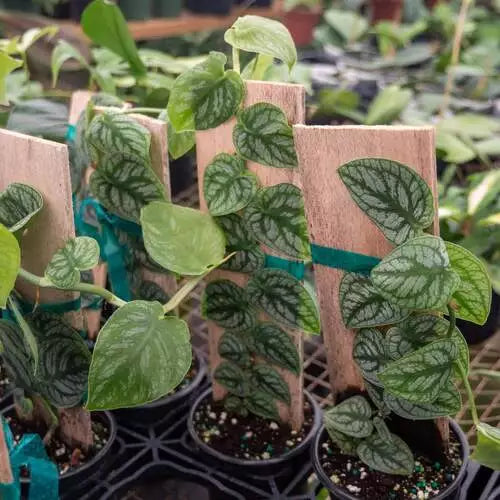 Monstera Dubia – Variegated