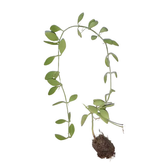 String Of Nickels (Dischidia nummularia)