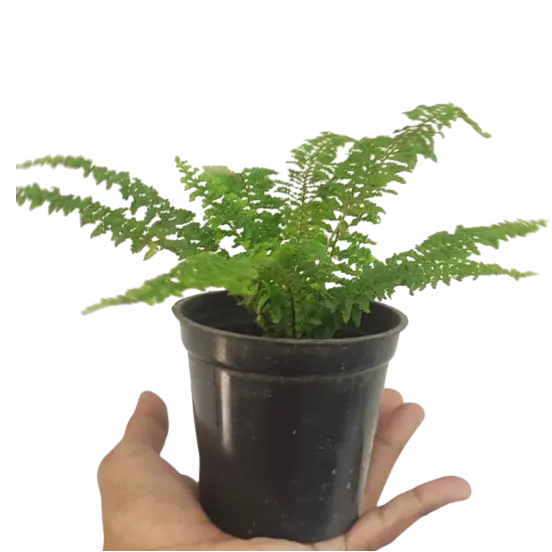 Nephrolepis Exaltata Fluffy Ruffles Fern