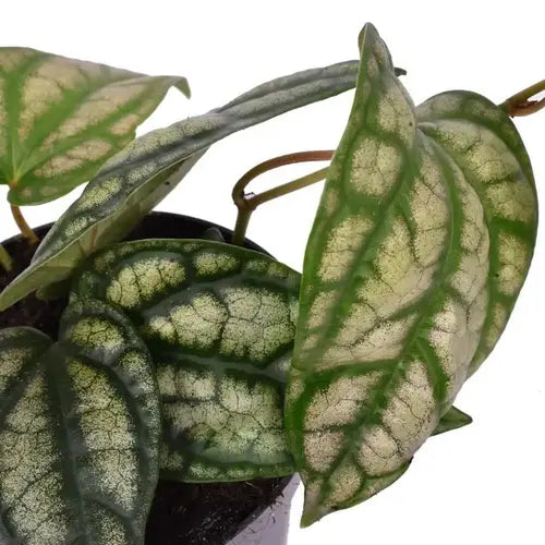 Piper Sylvaticum Plant - Rare