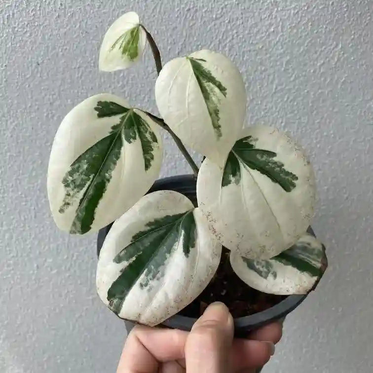 Piper nigrum Albo Variegated