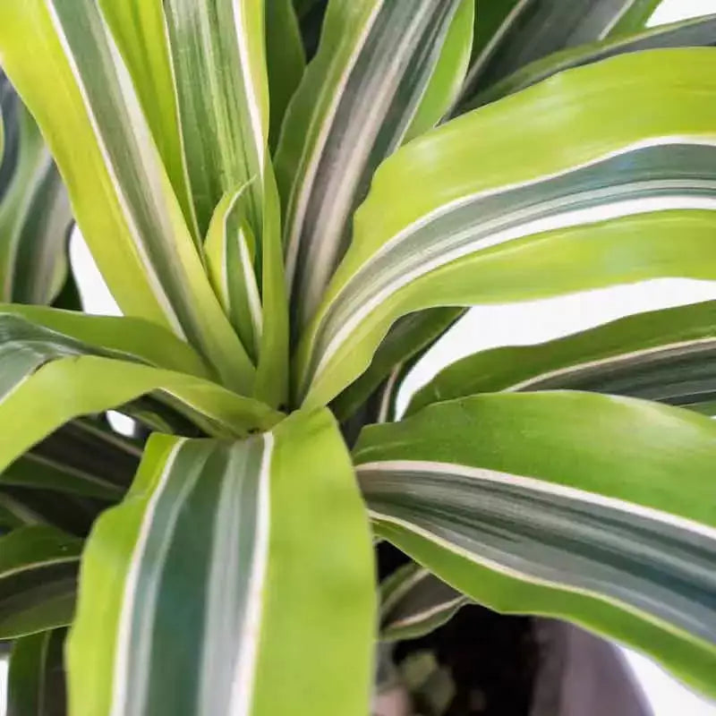 Dracaena fragrans Lemon Lime - plant