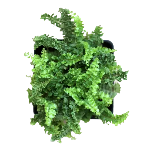 Nephrolepis Mini Russells, Miniature Boston Fern