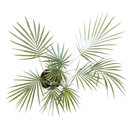 Sayagra Palm