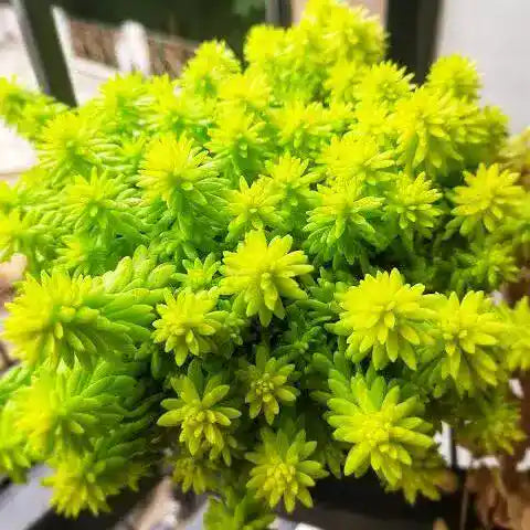 Golden Sedum Plant