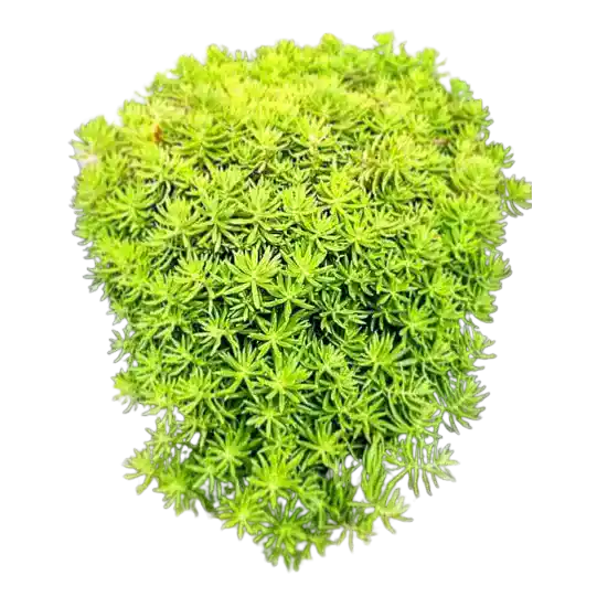 Golden Sedum Plant