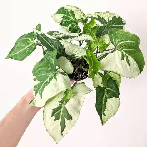 SYNGONIUM THREE KINGS - Rare Plant