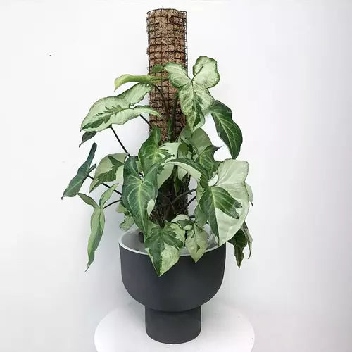 SYNGONIUM THREE KINGS - Rare Plant