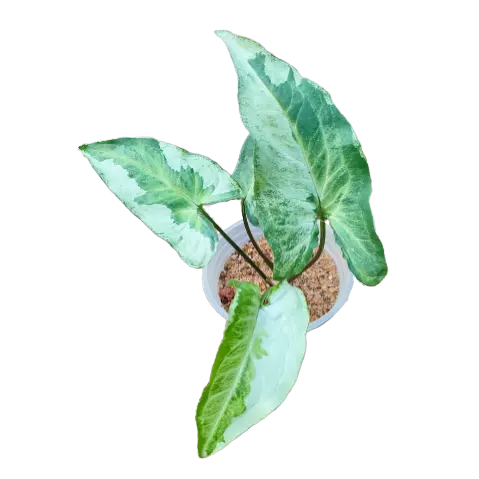 SYNGONIUM THREE KINGS - Rare Plant