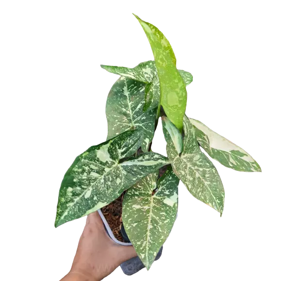 Syngonium Panda Galaxy