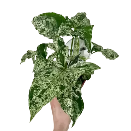 Syngonium Mojito - Rare Plant
