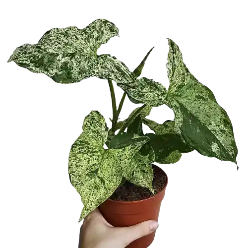 Syngonium Mojito - Rare Plant