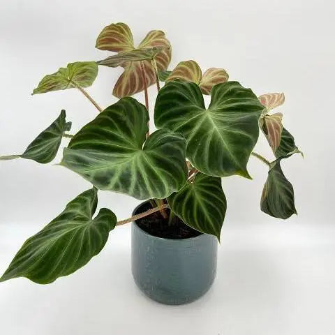 Philodendron Verrucosum Incensi