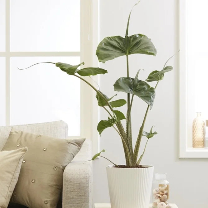 ALOCASIA STINGRAY - Rare