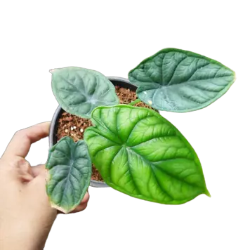 Alocasia Baginda 'Dragon Scale' (Rare) - MEDIUM
