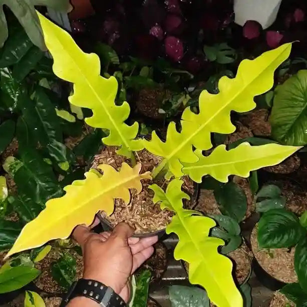 Philodendron Aurea Ring Of Fire, Golden Saw