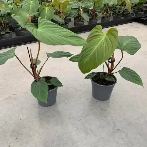 Philodendron Nangaritense- Rare