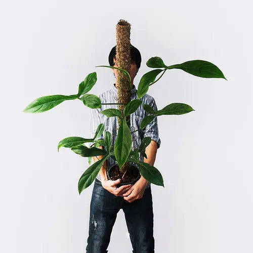 Philodendron Tripartitum - Rare