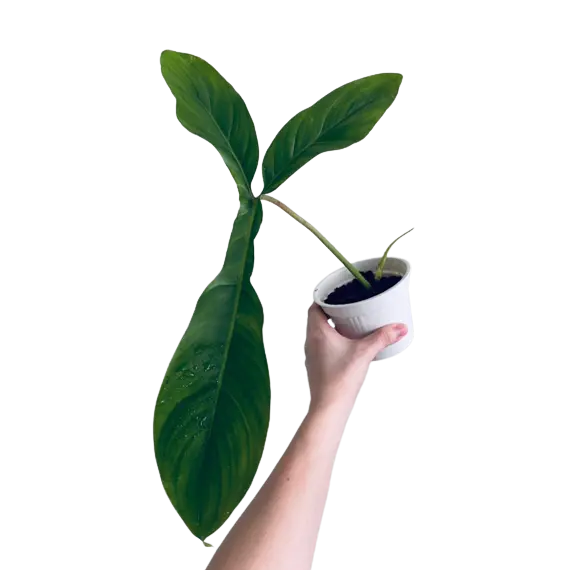 Philodendron Tripartitum - Rare