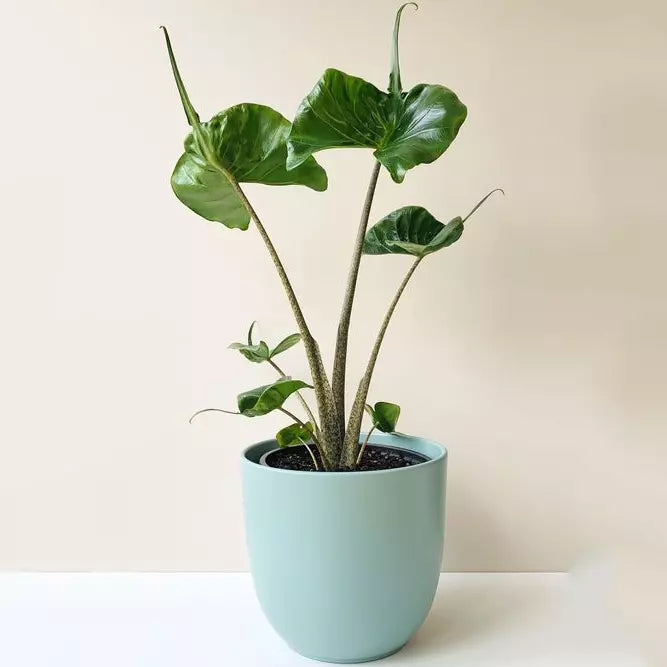 ALOCASIA STINGRAY - Rare