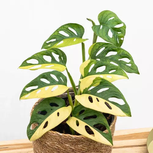 Monstera Adansonii Laniata Variegated (VERY RARE)