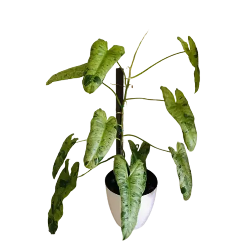 Philodendron Paraiso Verde - Rare