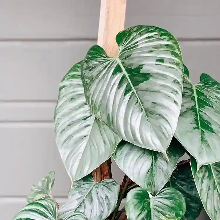Philodendron Sodiroi - Rare