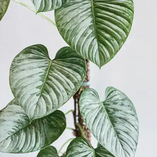Philodendron Sodiroi - Rare