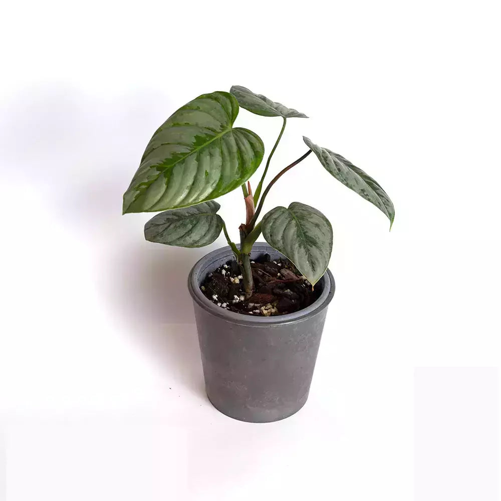 Philodendron Sodiroi - Rare