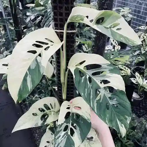 Monstera Adansonii Laniata Variegated (VERY RARE)