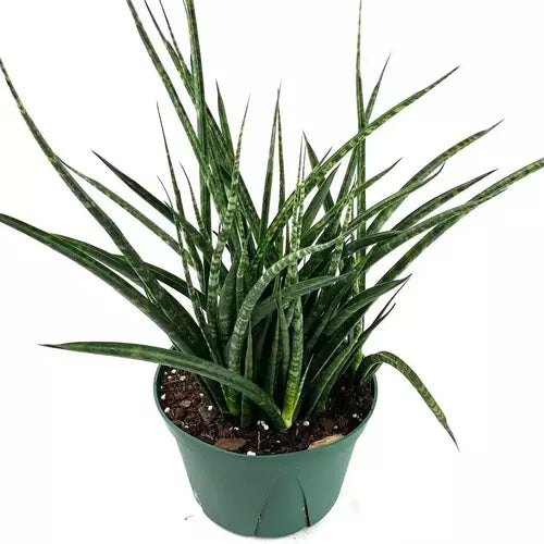 Sansevieria Fernwood Mikado, Snake Plant