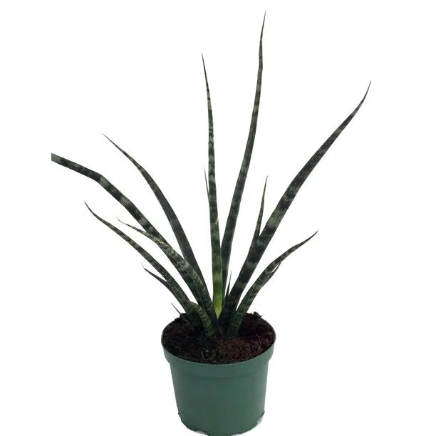 Sansevieria Fernwood Mikado, Snake Plant