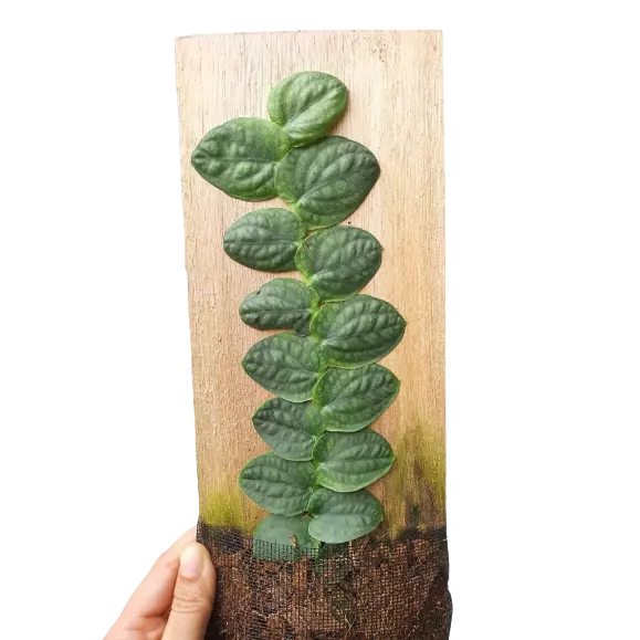 Monstera Rhaphidophora Korthalsii, Celatocaulis - Rare