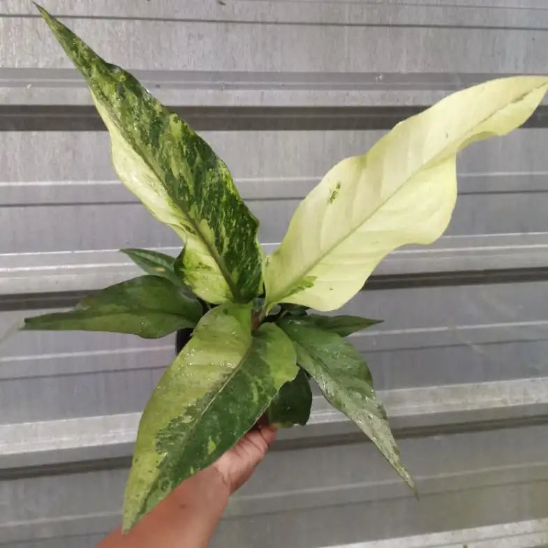 Anthurium Hookeri Variegated- Rare