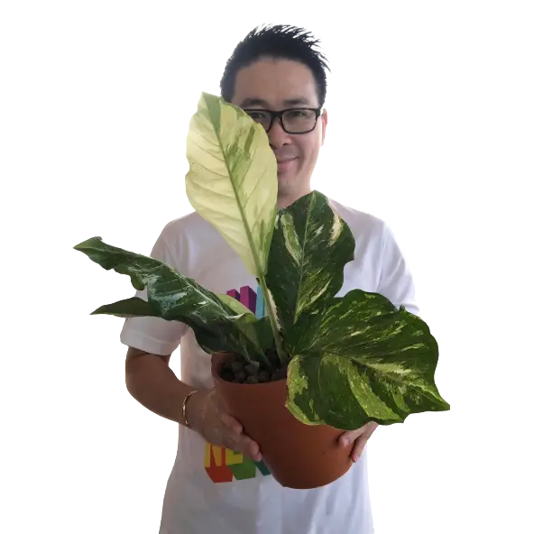 Anthurium Hookeri Variegated- Rare