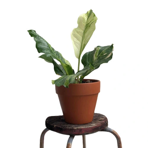 Anthurium Hookeri Variegated- Rare