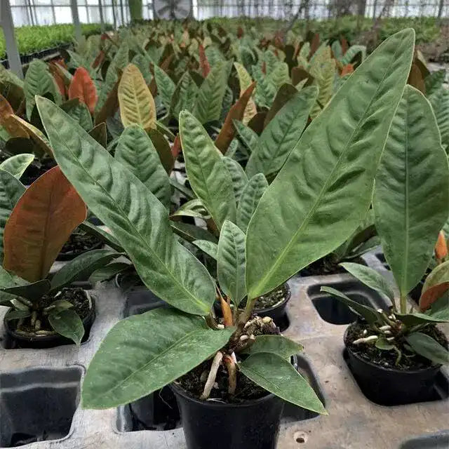 Anthurium Superbum x Jenmanii Cobra - Rare