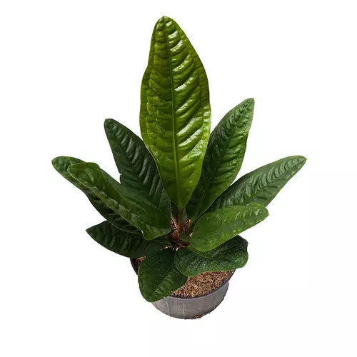 Anthurium Superbum x Jenmanii Cobra - Rare