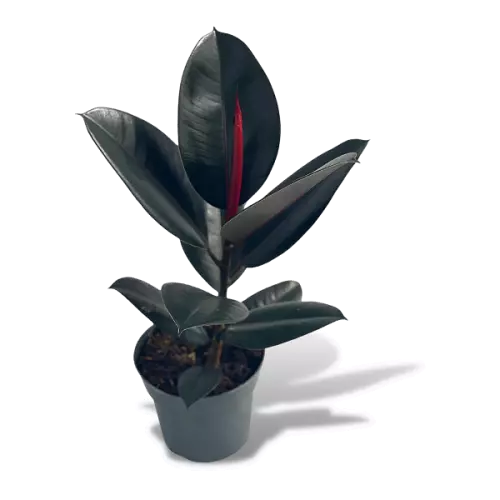 Black Rubber, Ficus elastica, Burgundy (Big)