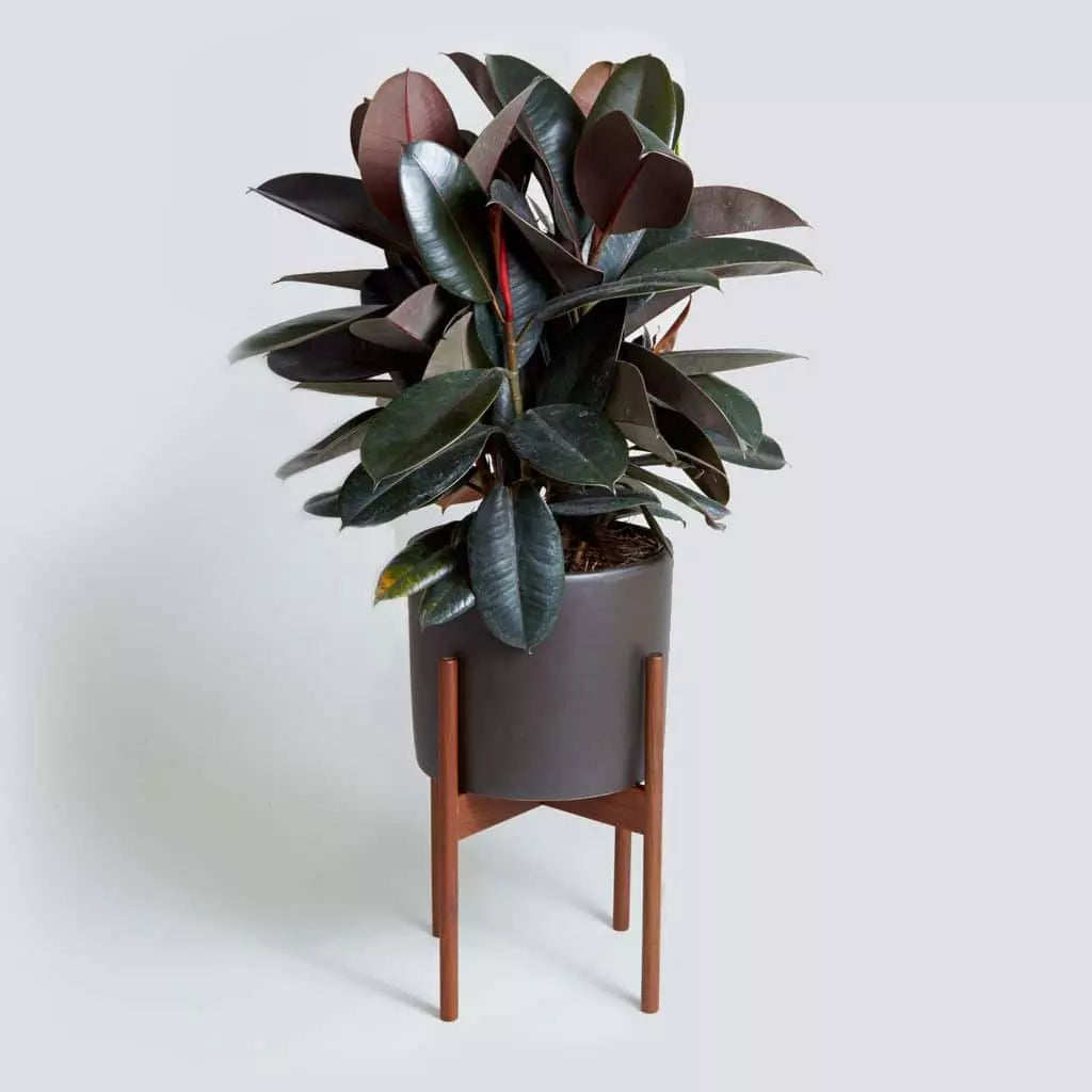 Black Rubber, Ficus elastica, Burgundy (Big)
