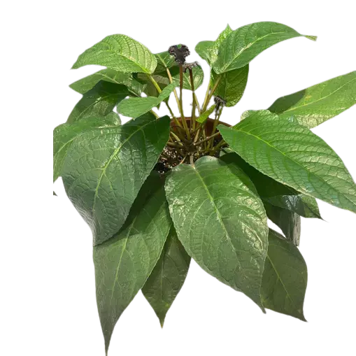 Dorstenia Elata (Congo Fig)