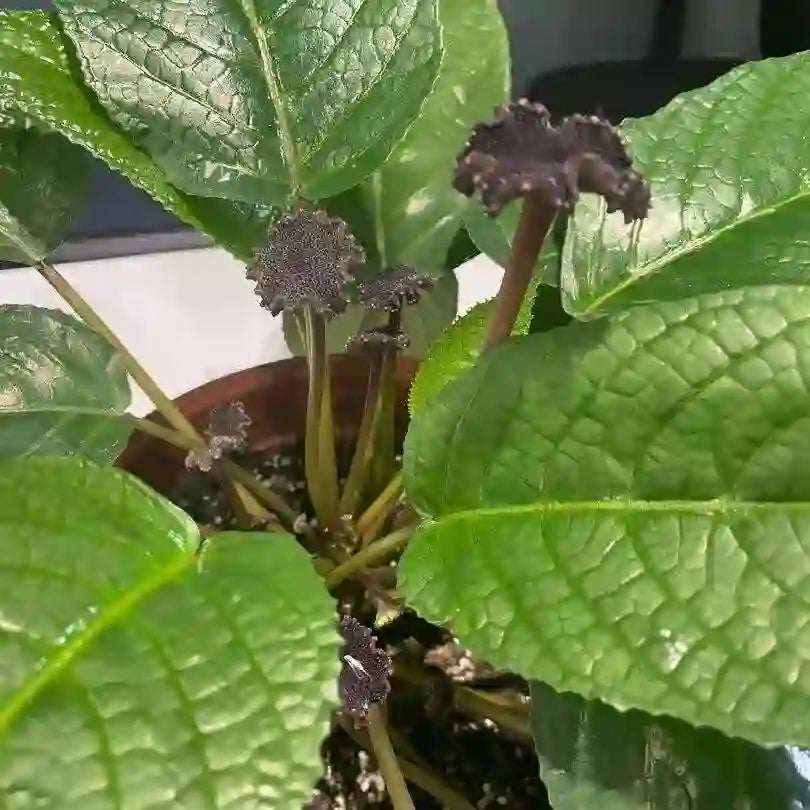 Dorstenia Elata (Congo Fig)