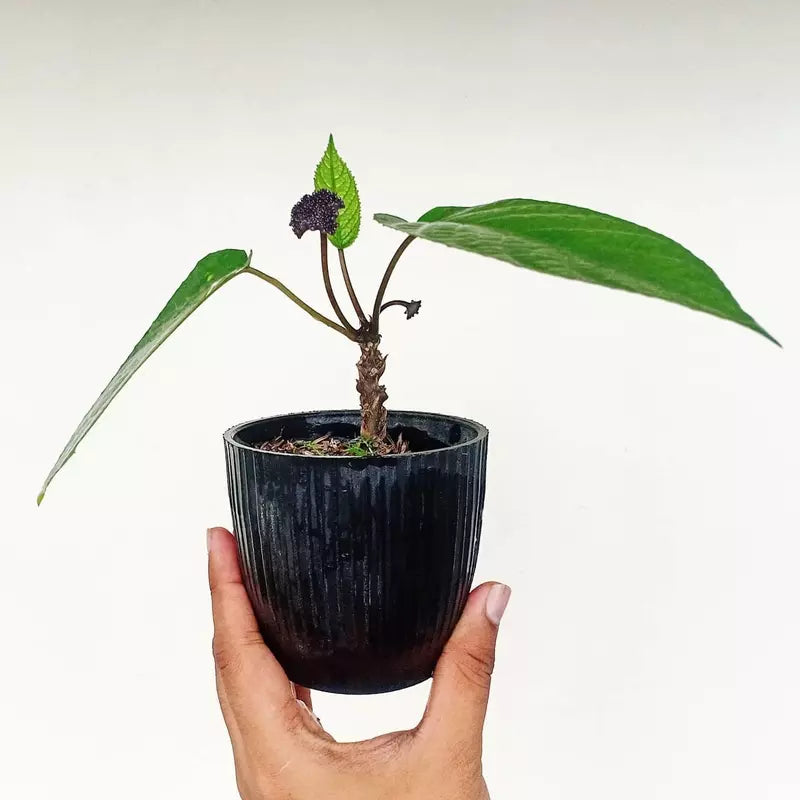 Dorstenia Elata (Congo Fig)