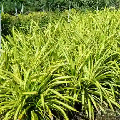 Pandanus Variegated (Golden) - Plant