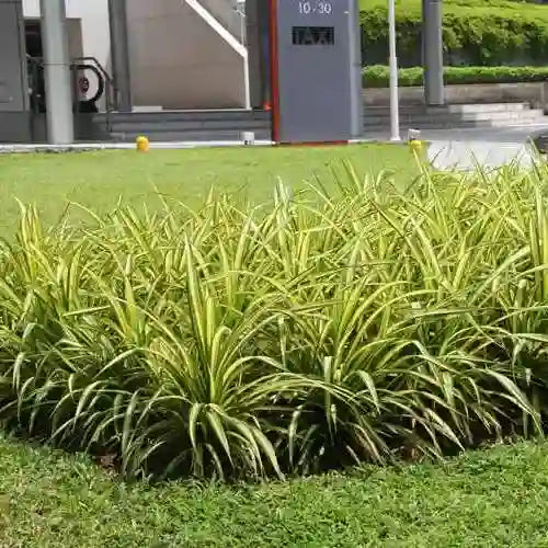 Pandanus Variegated (Golden) - Plant